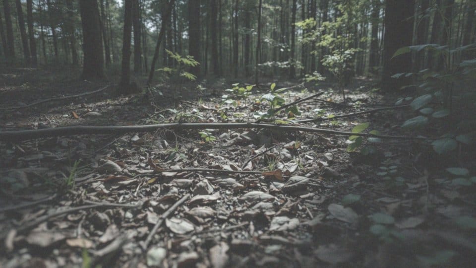 Jakie warunki sprzyjają powstawaniu gniazd kleszczy?