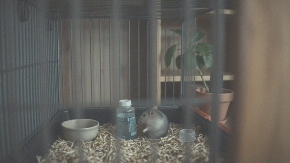 Jak choroba mokrego ogona wpływa na chomika?