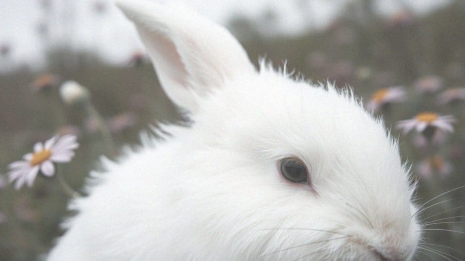 Czy królik karzełek teddy może być albinos?