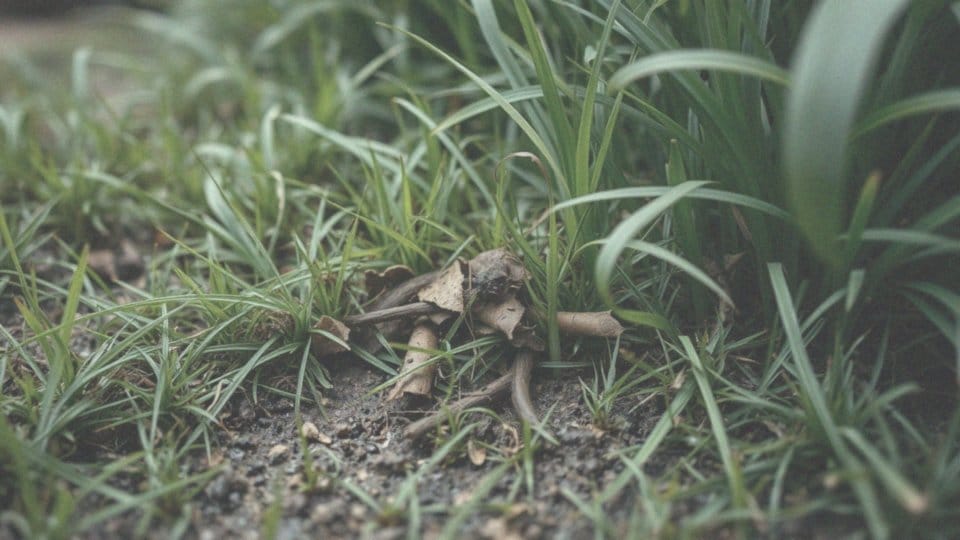 Gniazdo kleszczy na psie – zagrożenia i sposoby ochrony